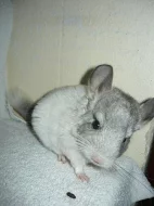 Mláďata barevných mutací činčil