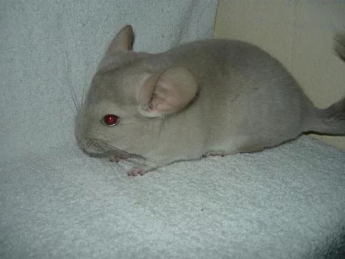 Mláďata barevných mutací činčil