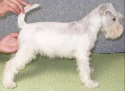 Knírač malý bílý - štěňátka po rod. s PP