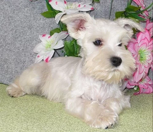 Knírač malý bílý - štěňátka po rod. s PP