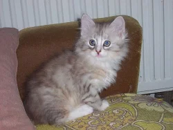 SIBIŘSKÁ KOŤÁTKA