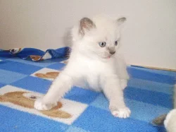 Ragdoll bez PP