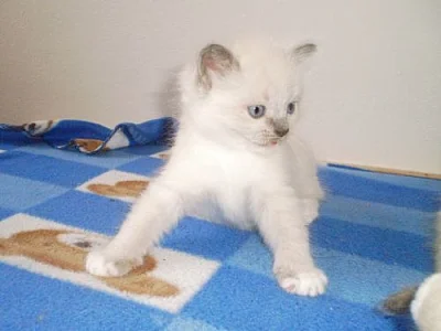 Ragdoll bez PP