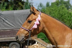 Klisna po QH Jacs Cro Bar