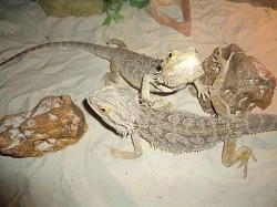 2 * agama vousatá + terárium s výbavou