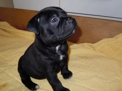 Staffordšírský bullterrier