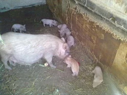 kříženci malých prasat