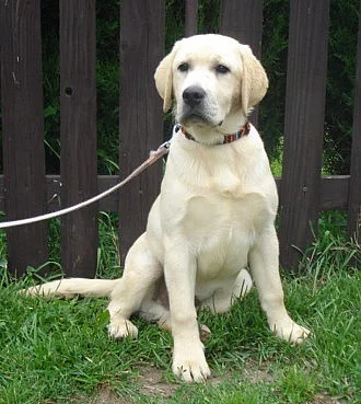 Labradorský retriever s PP