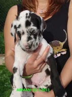 Německá doga skvrnitá - štěňata s průkazem původu