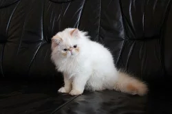 Perská koťátka s PP