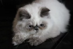 Perská koťátka s PP