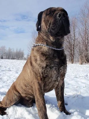 BOERBOEL s PP
