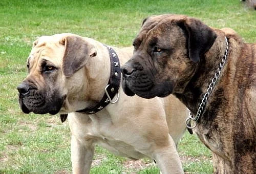 BOERBOEL s PP