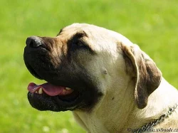 BOERBOEL s PP
