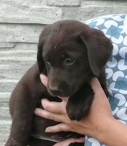 Prodáme krásná štěňátka labradorského retrívra