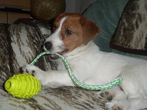 Jack russell terier-fenka