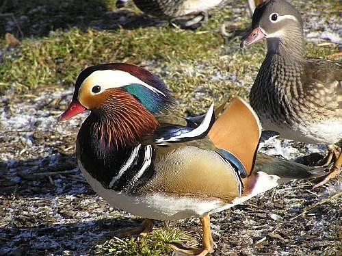 Kachničky mandarinské