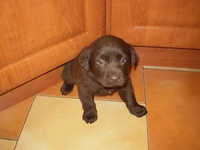 PRODAM POSLEDNI STENATKO LABRADORA