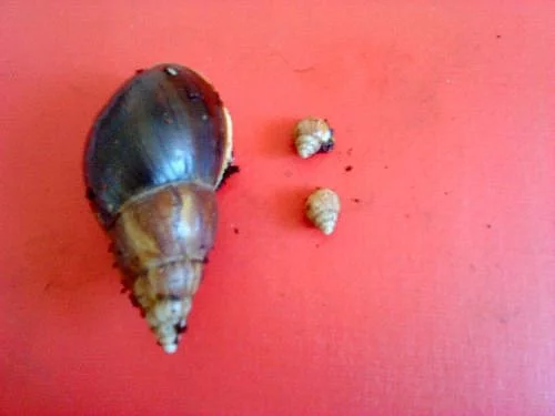 achatina immaculata albino body