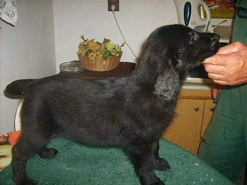 FLAT COATED RETRIEVER