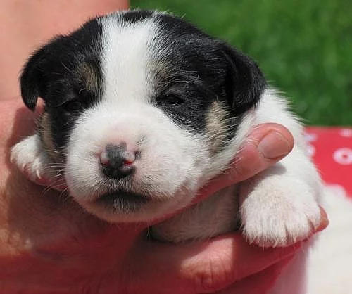 Jack russell teriér