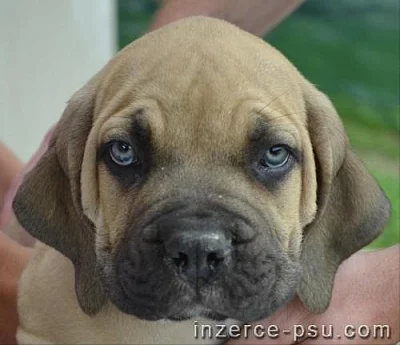 Boerboel - štěňata