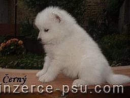 Štěňátka samojedů s PP