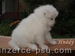Štěňátka samojedů s PP
