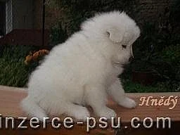Štěňátka samojedů s PP