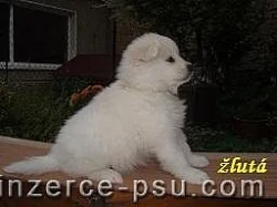 Štěňátka samojedů s PP