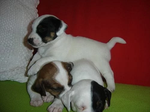 Jack russell terier