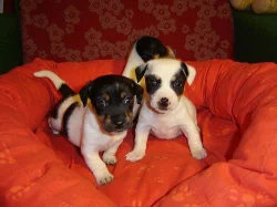 Jack russell terier