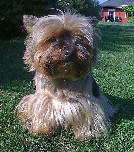 Prodám Yorkšírského teriéra