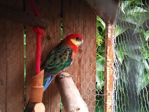 rosela žutolící, modrá penant 