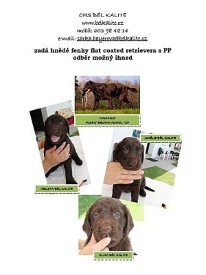 Hnědé fenky Flat coated retrievera s PP