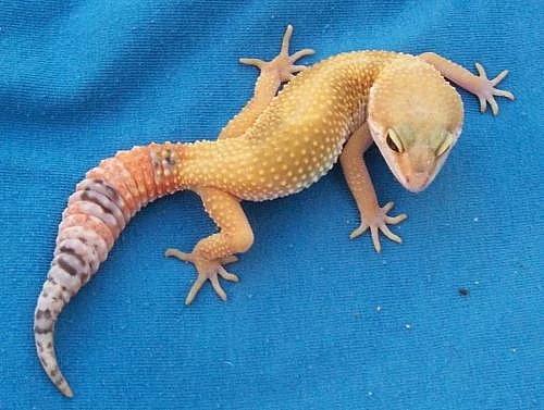 Kvalitní superhypo a baldy
