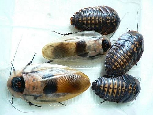 Velké šváby Blaberus discoidalis