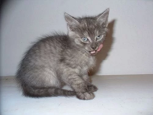 Koťátka whiskas, modrá