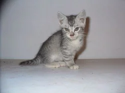 Koťátka whiskas, modrá