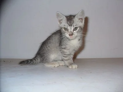 Koťátka whiskas, modrá