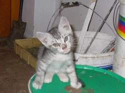 Koťátka whiskas, modrá