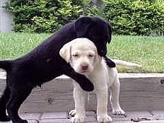 Labrador štěňata s PP 