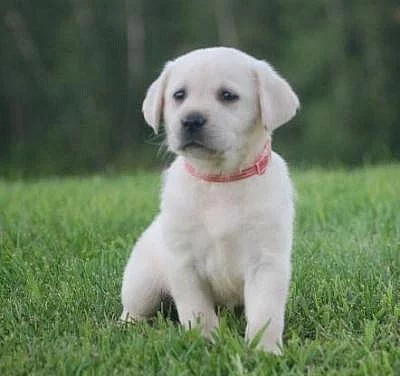 Labrador štěňata s PP 