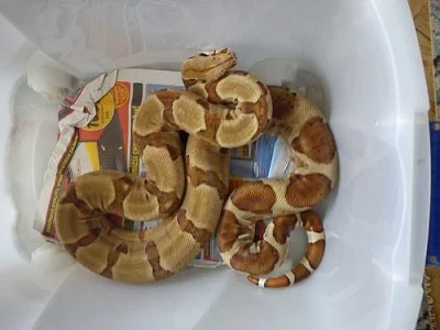 Boa constrictor supersalmon NZ 07