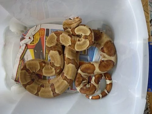 Boa constrictor supersalmon NZ 07