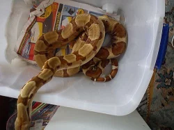 Boa constrictor supersalmon NZ 07
