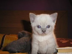 koťata britské modré kočky - bicolor a colorpoint