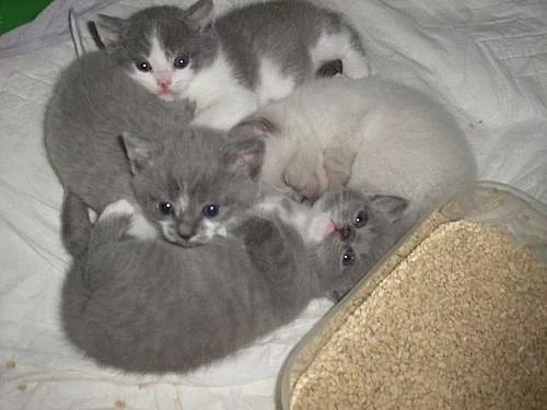 koťata britské modré kočky - bicolor a colorpoint