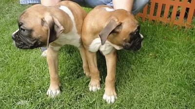 Prodám štěňátka zlatých boxerů