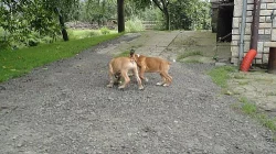 Prodám štěňátka zlatých boxerů